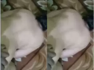 Today Exclusive- Desi BBW Bhabhi Blowjob and Fucked Part 2
