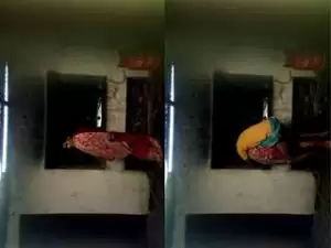 Today Exclusive- Desi  Cpl Fucked In Kitchen