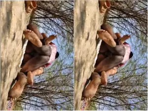 Today Exclusive-Desi Cpl OutDoor Fucking