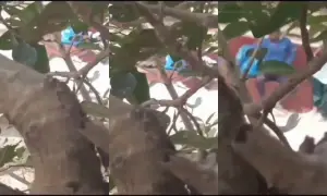 Desi Girl Sucking Lover Dick