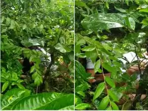 Today Exclusive-Crazy Odia Girl Ridding Lover Dick Outdoor Sex